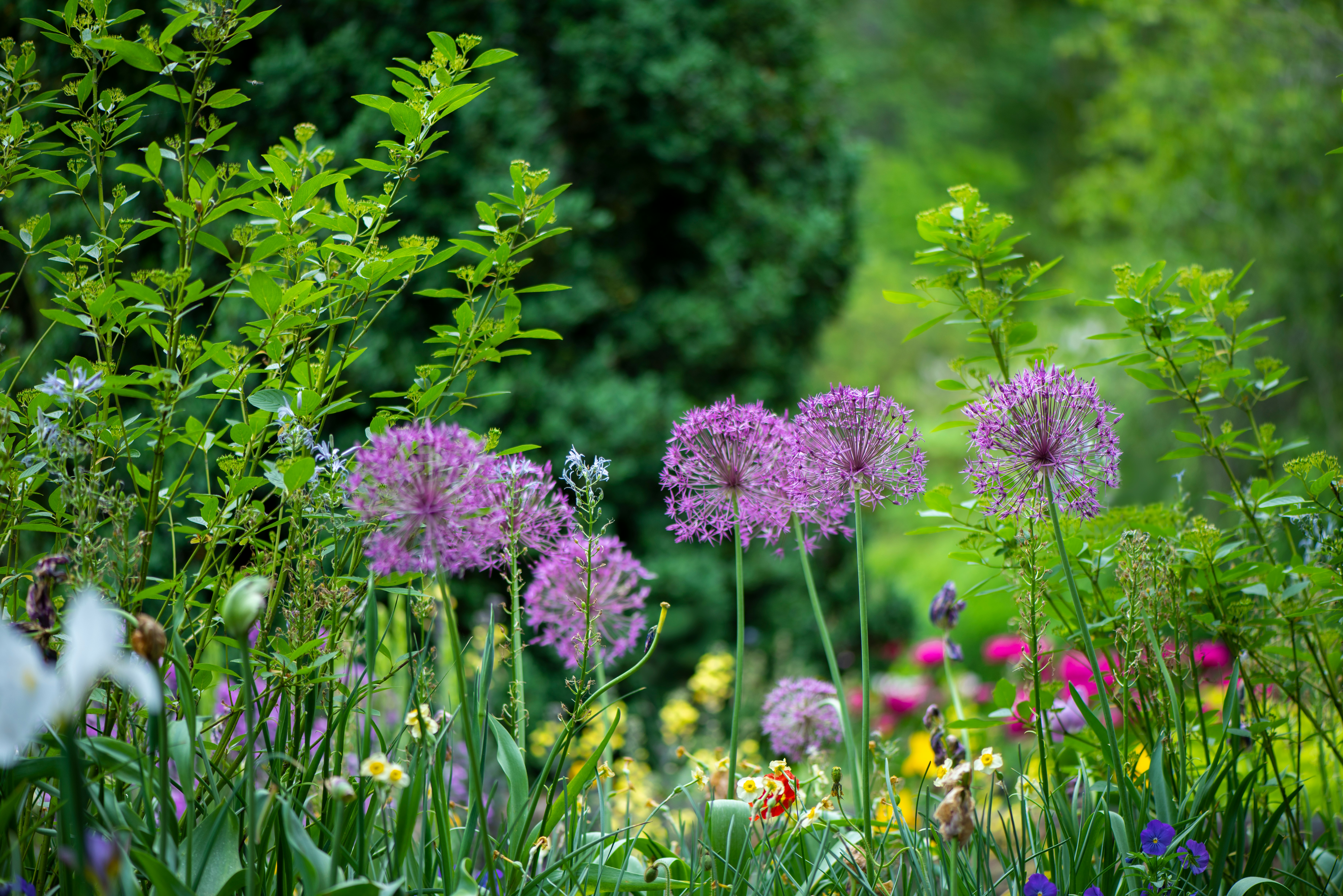 Colorful garden flowers