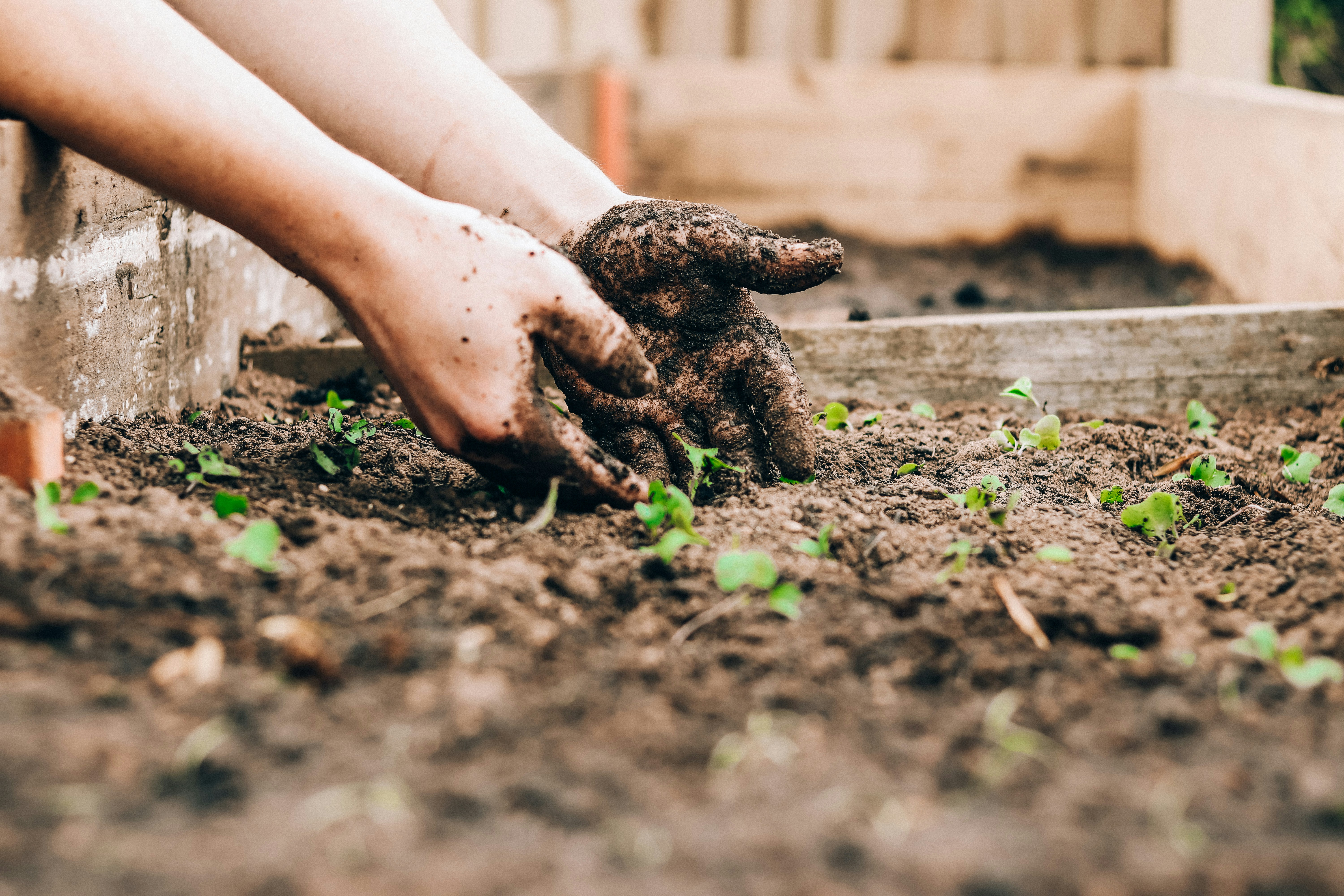 Hands digging in garden soil